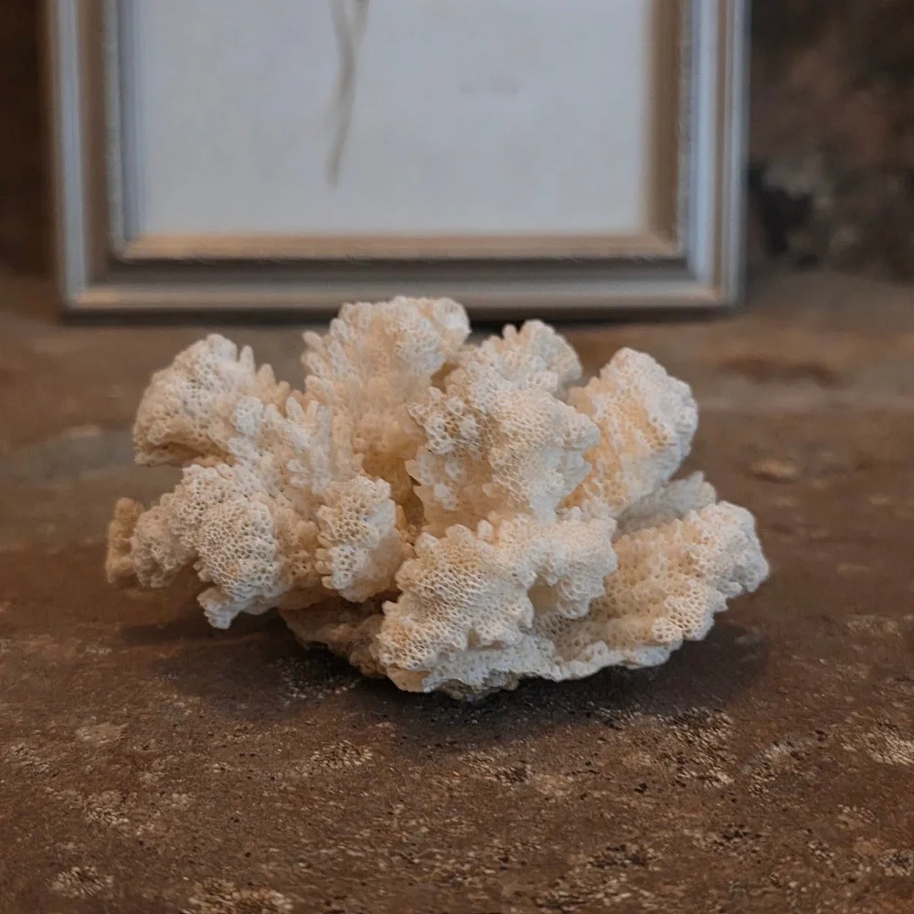 Natural White Cauliflower Coral Specimen Coastal Nautical Home Decor Accent 3.5